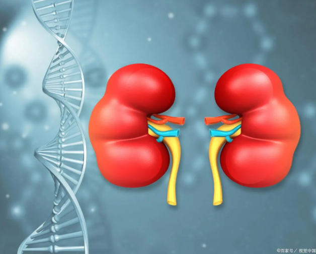 得(de)了(le)痛風(fēng)，為(wèi)什(shén)麽會(huì)影(yǐng)響腎功能(néng)？